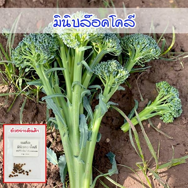 เมล็ดพันธุ์มินิบรอกโคลี ปลูกง่าย ผลผลิตสูง