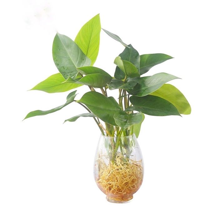 Cây giống trầu bà tỷ phú, trồng thủy sinh được