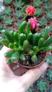 READY STOK CRASSULA OBLIQUA GOLLUM Gollum Jade succulent plants