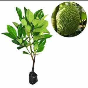 Bibit Tanaman Pohon Nangka Sayur