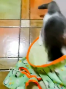 Multi Way for Cat Tunnel Interactive Crinkle Collapsible for Play Toy Pet Tunnel Tube for Pet Cats Puppy Kitten Ra