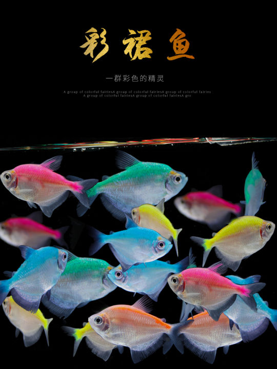Tropical fish seven-color skirt fish living glass fresh water small black 