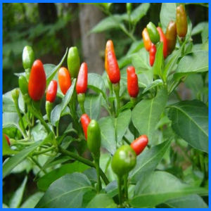 WILD SILING LABUYO SEED`S  native sili