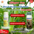 แตงกวา ใบไหม้ ใบจุด ราแป้ง ราน้ำค้าง โรคราต่างๆ ป้องกันและกำจัดด้วย ไอเอส และเร่งฟื้นฟูด้วย ปุ๋ย FK-T. 