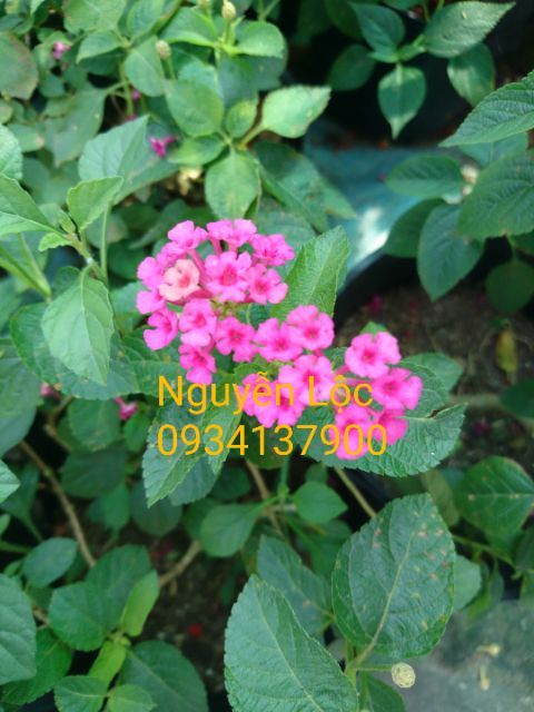 Cây hoa ngũ sắc các màu (Cây trâm ổi) - 20-40cm - màu vàng, đảm bảo và an toàn đến sức khỏe người trồng Cây