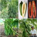 " Gói 120 "Hạt Giống Đu Đủ Lùn Cao Sản Phuket Thái Lan Siêu Ngọt [Seeds]. 