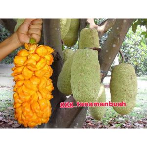 Bibit Nangkadak Hasil Okulasi Cepat Berbuah