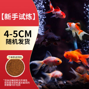 ปลาทองปลาสดทอดปลาสวยงามปลาทองขนาดเล็กน้ำเย็นและน้ำจืดดีต่อการเลี้ยงปลาสดหัวสิงโตปลาสัตว์เลี้ยงหลายสายพันธุ์