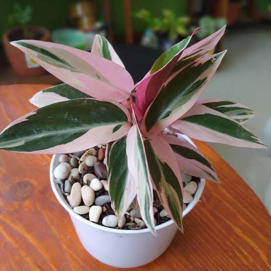 Tanaman Hias Calathea Multicolor / Calathea Holand / Calathea Tricolor  Indoor Plants Seeds Calathea Holand - Lazada | Lazada Indonesia