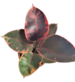 Rubber Tree 'Ruby' (Ficus elastica) (1 Pc) Plus FREE 1 pc. Philodendron or Pothos cutting randomly picked by Seller. 