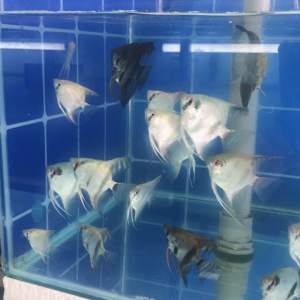 Angel Fish (2 - 5Ekor/Pack) - Ikan Hidup/Fish Live Aquarium