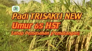 Benih Padi TRISAKTI New 70 HST - 3 Kg
