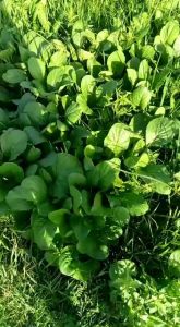 Bibit Benih Sawi Ceisim & Sawi Mie Isi 1000 Gr