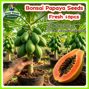 100% Legit High Germination 10pcs Fresh Papaya Seeds for Planting Fruit Tree High Yield Red Lady Dwarf Papaya Seed Balcony Papaya Fruit Seeds Sweet Papaya Seedlings Bonsai Papaya Plant Seeds for Garden Sweet Papaya Seeds Indoor and Outdoor Planting