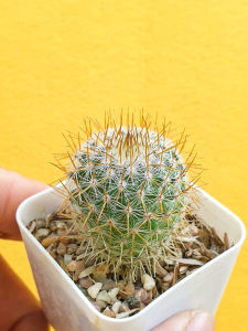 ต้นกระบองเพชร แมมมิลลาเรีย โคลัมเบียน่า Mammillaria columbiana ไม้เพาะเมล็ด cactus แคคตัส
