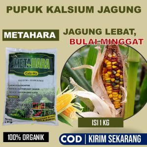 METAHARA 1 Kg Pupuk Jagung Terbaik Mengatasi Penyakit Bercak Daun Jagung Hawar Daun Jagung Karat Daun Jagung Busuk Pangkal Batang Jagung Penyakit Tungro Jagung Penyakit Lecah Daun dll