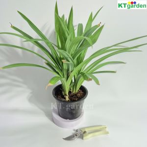 KTgarden ต้นเตยหอม เพาะในกระถาง 5.5นิ้ว.ต้นเตย เตยหอม