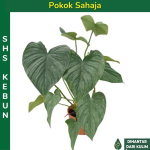 Philodendron Pastazanum Silver 蔓绿绒 Philodendron Indoor Plant Philodendron Pastazanum SHS Kebun