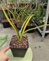Cây lưỡi hổ - Sansevieria Stella Var. 