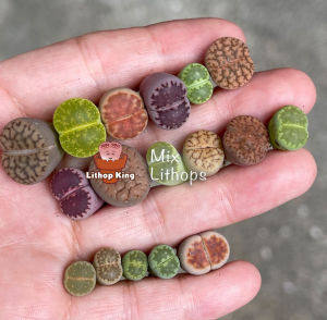 Lithops plant special promotion live plant per pcs 生石花屁屁花单颗
