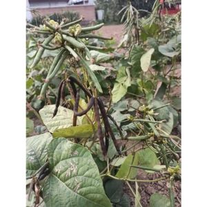20 Mungbean Seeds. MUNGBEANS. High Yield Easy To Plant Only For Planting
