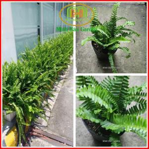 Dương xỉ lá me trang trí đẹp mắt tán lá rủ mềm mại đặt trong phòng khách bàn làm việc quán cà phê