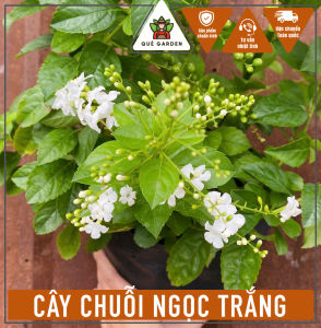 Cây Hoa Chuỗi Ngọc Trắng - Tổng thể tầm 40-50 cm - Cây hoa trắng - Cây hoa hoặc sắp cho hoa!