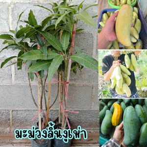มะม่วงลิ้นงูเห่า ขนาด 65 -100 ซม. เมล็ดลีบและบาง ผลดิบรสเปรี้ยวจัด ฉ่ำน้ำและกรอบ