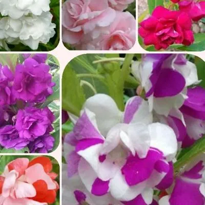 Promo%20Murah%20-%2020%20Benih%20Bibit%20Bunga%20Balsam%20Mix%20-%20Image%203