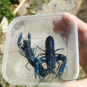 Lobster hiasan air tawar (Rc blue 3 inchi sepasang)