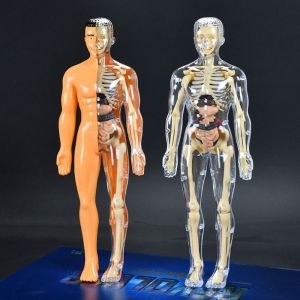 KIDS COY Transparent 3d Human Torso Model DIY Mannequin Plastics Kid Skeleton Model Anatomy Organ Teaching Tool Montessori Science Cognitive Puzzle Toy Early Learning