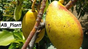 Bibit Alpukat Yellow Vietnam Super Okulasi Siap Berbuah Tinggi 1 Meter