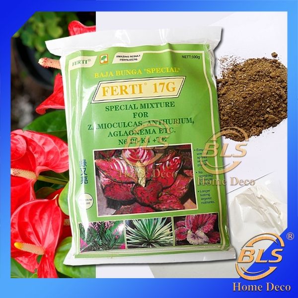 anthurium rainbow champion Anthurium Rainbow Champion – Plant Studio