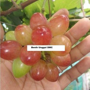 Bibit Anggur Bogema Import Asli Grafting
