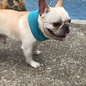 Dog Cooling Collar Bandana for Hot Summer Relief for Fever Hot Flashes Pets Adjustable Dog Chill Down Cool Collar