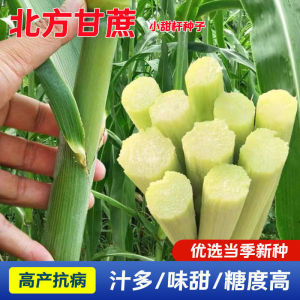 อ้อยหวานที่มีน้ำตาลสูง    ข้าวโพดหวานจากภาคเหนือ ข้าวฟ่าง ข้าวหวาน ข้าวโพดหวาน