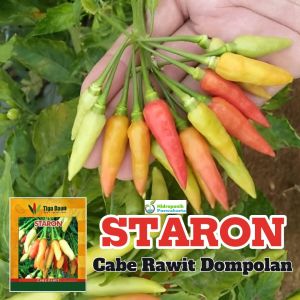 Benih Cabe Cabai Rawit Dompolan STARON 10 Gram Cap Tiga Daun