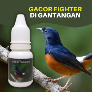 Vitamin Burung Murai Batu Premium Agar Cepat Gacor Saat Lomba