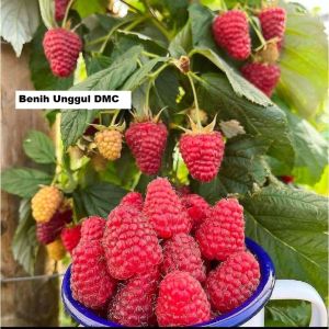Bibit Raspberry Merah Super Cepat Berbuah unggul