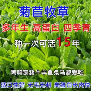 菊苣种籽养殖四季牧草种籽多年生猪牛羊鸡鸭畜牧草种将军菊苣种子