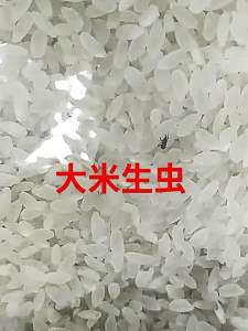 Thùng đựng gạo thông minh ecoco mẫu mới