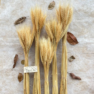 (50 Tangkai) Bunga Kering Gandum Bunga Gandum Wheat Dry Flower Bunga Estetik MURAH