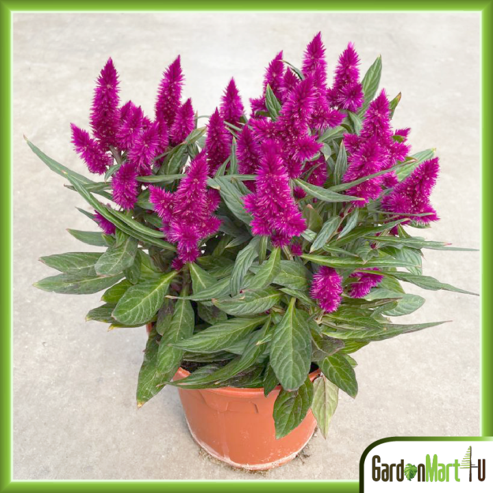GardenMart4U Celosia Argentea Wild Cockscomb Live Plant Pokok Bunga ...