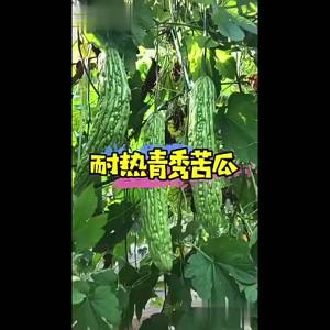 Green Skin Long Bitter Melon Seeds   Four Seasons High Yield Seeds Extra Large Green Bitter Gourd White Skin Bitter Gourd Vegetable Seeds