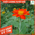 🍀50H_HẠT GIỐNG HOA CÚC SƠN QUỲ/DÃ QUỲ ĐỎ🍀. 