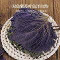 2025 New product: Bagged dried perilla leaves, authentic new produce, fresh perilla without stems, Chinese herbal tea for brewing Perilla Leaves Dried Bag Authentic New Goods Perilla Staloness New20251225. 