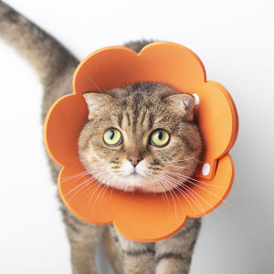 Pet Protective Collar Cat Recovery Collar Pet Dog Elizabeth collar Anti-Biting Anti-Lick EVA Flower Sponge Thin Headgear Cat Cones After Surgery Prevent Licking Wound Neck Protection Ring
