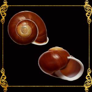 2 Pieces | Landsnail | Brown Camiguin | Helicostyla Tukanensis | 1 - 1.5 Inches