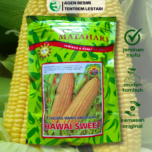 Benih Jagung Manis HAWAI SWEET 250 Gram Cap Bunga Matahari Unggul