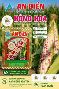 Hạt giống bắp nếp lai F1 Hồng Hoa 500 gam